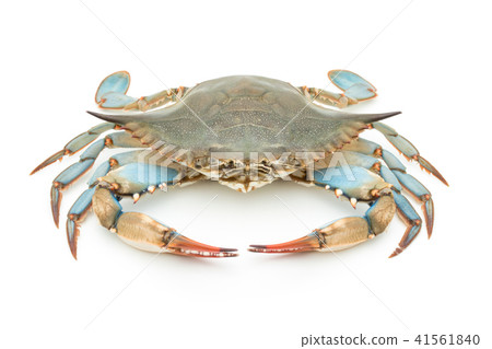 Blue-bean (♀): blue crab (female) Blue-bean (♀): blue crab (female) 41561840
