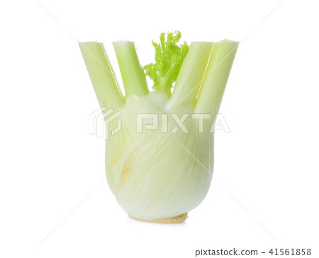 fresh fennel vegetable isolated on white fresh fennel vegetable isolated on white 41561858