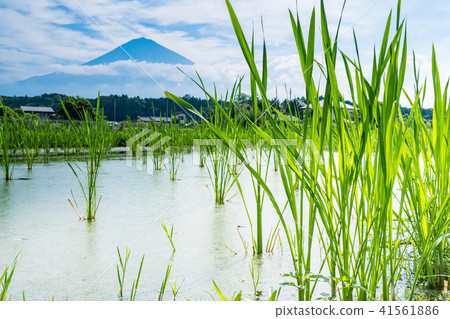 (Shizuoka Prefecture) Mt. Fuji over Makomo field (Tan) (Shizuoka Prefecture) Mt. Fuji over Makomo field (Tan) 41561886
