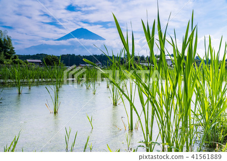 (Shizuoka Prefecture) Mt. Fuji over Makomo field (Tan) 41561889