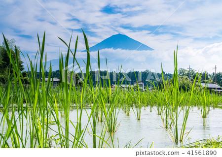 (Shizuoka Prefecture) Mt. Fuji over Makomo field (Tan) (Shizuoka Prefecture) Mt. Fuji over Makomo field (Tan) 41561890