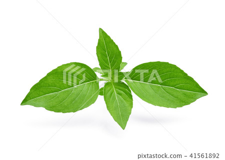 thai sweet basil isolated on white background thai sweet basil isolated on white background 41561892