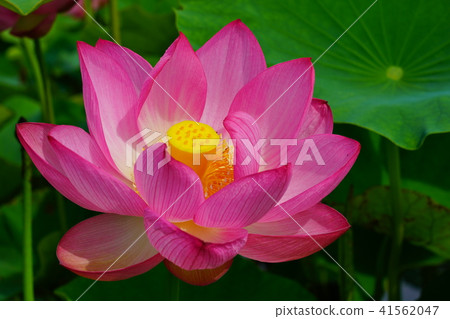 蓮花 蓮花 41562047