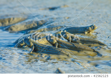 彈塗魚,花魚,花跳 彈塗魚,花魚,花跳 41562123