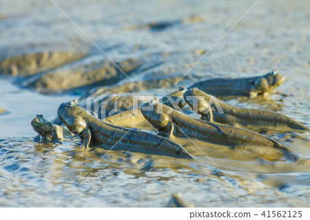 彈塗魚,花魚,花跳 彈塗魚,花魚,花跳 41562125