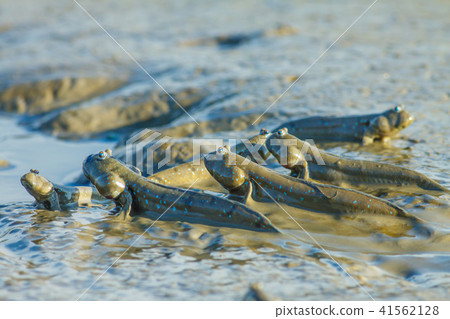 彈塗魚,花魚,花跳 彈塗魚,花魚,花跳 41562128