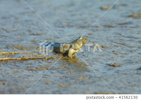 彈塗魚,花魚,花跳 彈塗魚,花魚,花跳 41562130