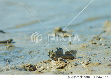 彈塗魚,花魚,花跳 41562133