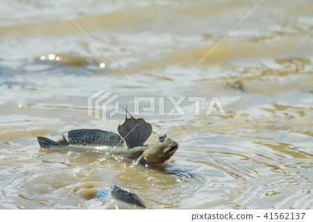 彈塗魚,花魚,花跳 41562137