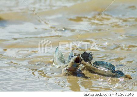 彈塗魚,花魚,花跳 41562140