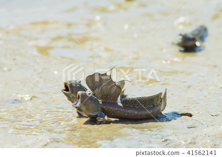 彈塗魚,花魚,花跳 彈塗魚,花魚,花跳 41562141