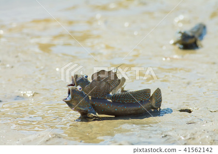 Bouncing fish, flower fish, flower jumping 41562142