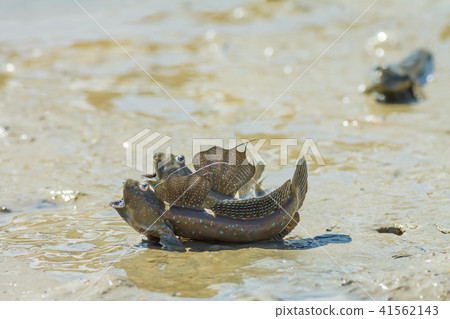 Bouncing fish, flower fish, flower jumping 41562143