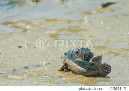 彈塗魚,花魚,花跳 41562145