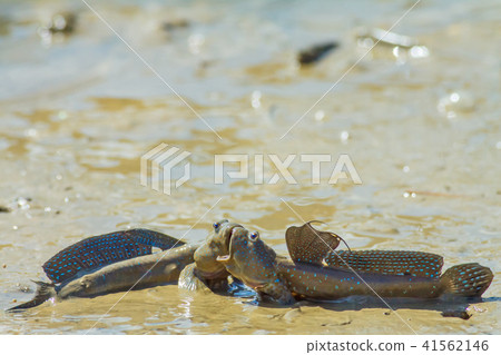 Bouncing fish, flower fish, flower jumping 41562146