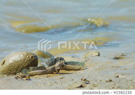 彈塗魚,花魚,花跳 彈塗魚,花魚,花跳 41562150