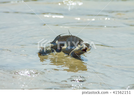彈塗魚,花魚,花跳 41562151