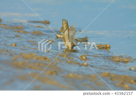 彈塗魚,花魚,花跳 41562157