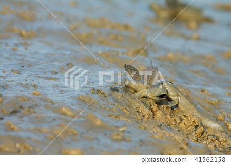 彈塗魚,花魚,花跳 彈塗魚,花魚,花跳 41562158