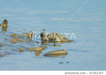 彈塗魚,花魚,花跳 41562167