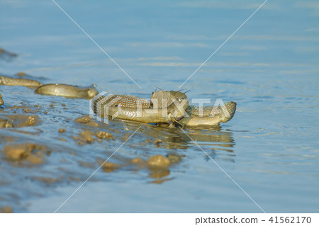 彈塗魚,花魚,花跳 41562170