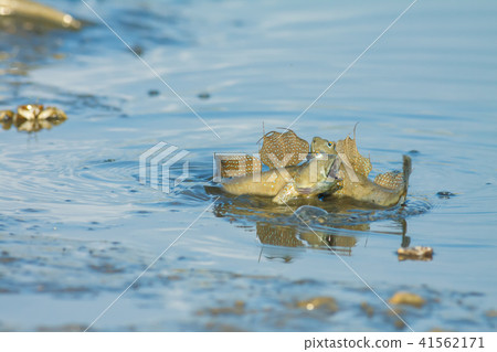 彈塗魚,花魚,花跳 41562171