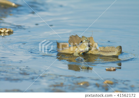 彈塗魚,花魚,花跳 41562172