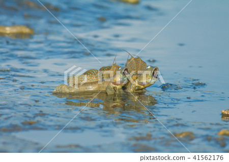 彈塗魚,花魚,花跳 彈塗魚,花魚,花跳 41562176