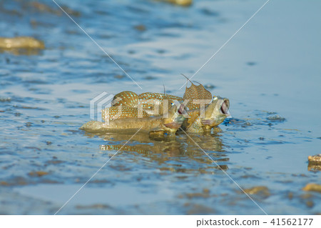 彈塗魚,花魚,花跳 彈塗魚,花魚,花跳 41562177