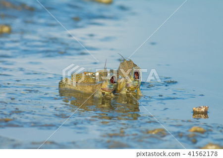 彈塗魚,花魚,花跳 41562178