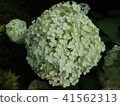  繡球 41562313