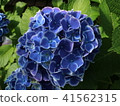  繡球 41562315