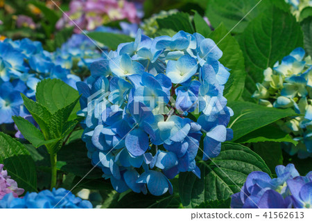 繡球花,八仙花,紫陽花 41562613