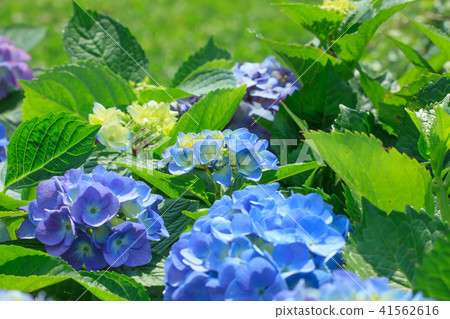 繡球花,八仙花,紫陽花 41562616