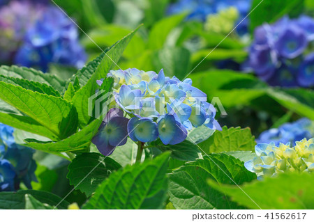 繡球花,八仙花,紫陽花 41562617