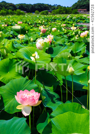 Tobi蓮花花園蓮花[長崎縣s早市] 41562728