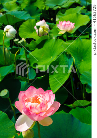 Tobi蓮花花園蓮花[長崎縣s早市] 41562729