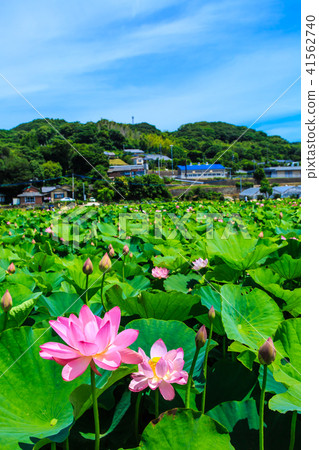 Tobi蓮花花園蓮花[長崎縣s早市] 41562740