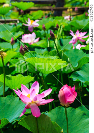 Tobi蓮花花園蓮花[長崎縣s早市] 41562746