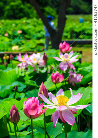 Tobi蓮花花園蓮花[長崎縣s早市] 41562747