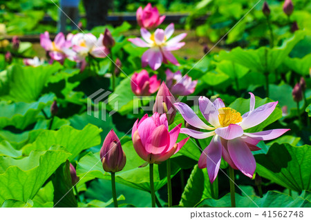 Tobi蓮花花園蓮花[長崎縣s早市] 41562748