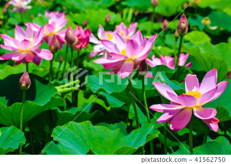 Tobi蓮花花園蓮花[長崎縣s早市] 41562750