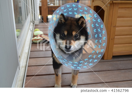 Shiba Inu completed the operation 41562796