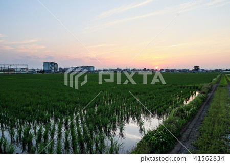 日落和稻田 日落和稻田 41562834