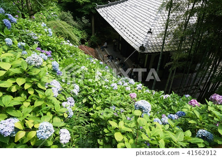 鎌倉激戰寺鎌倉市長谷寺 41562912