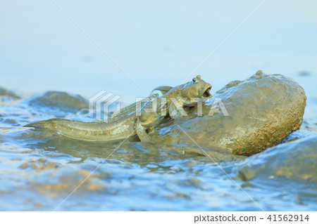 彈塗魚,花魚,花跳 41562914