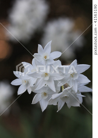 Daffodil up bundle 41563190