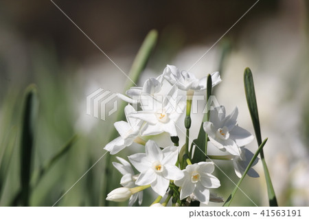 水仙花晴朗 41563191