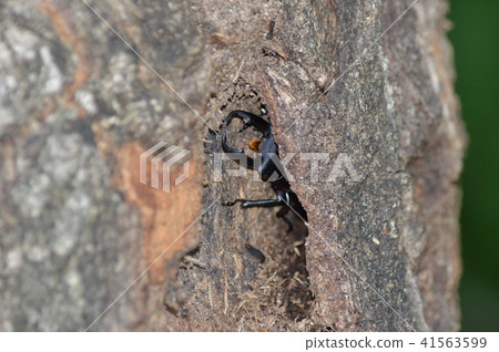 Kokuwagata out of the tree hole 41563599