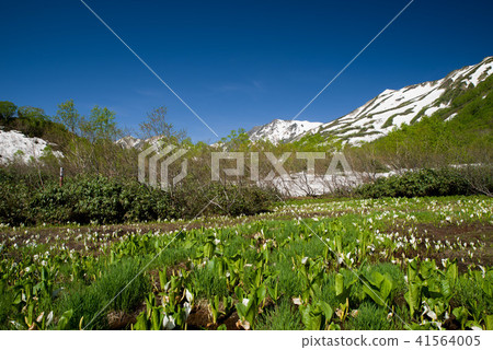 Tsugaike自然公園水basho Tsugaike自然公園水basho 41564005